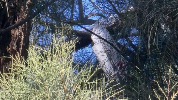 הכטב"ם במרחב אשכול הכטב"מ במרחב אשכול