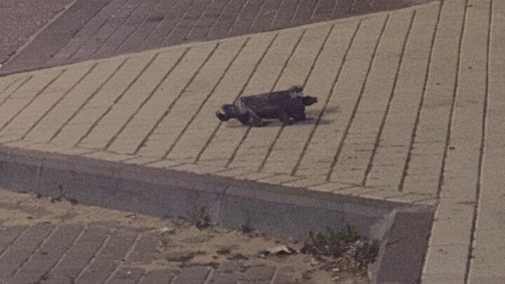 רסיס בנתניה