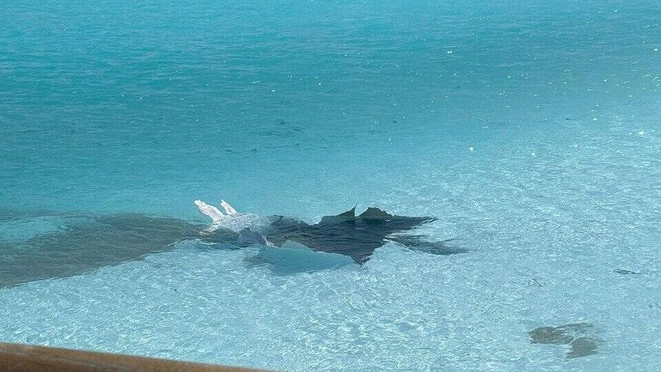 שברי יירוט בפארק דרום - שאגת הארי