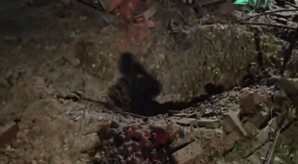 זירת נפילה בגת רימון