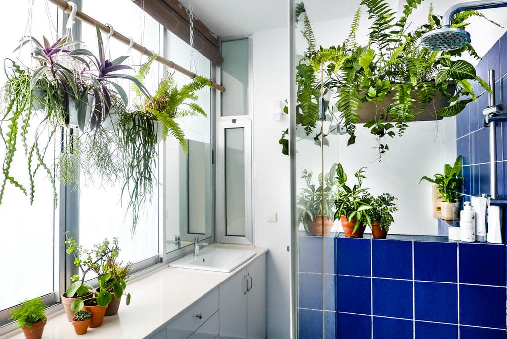 קקטוסים טרופיים וצמחי בית טרופיים בחדר האמבטיה