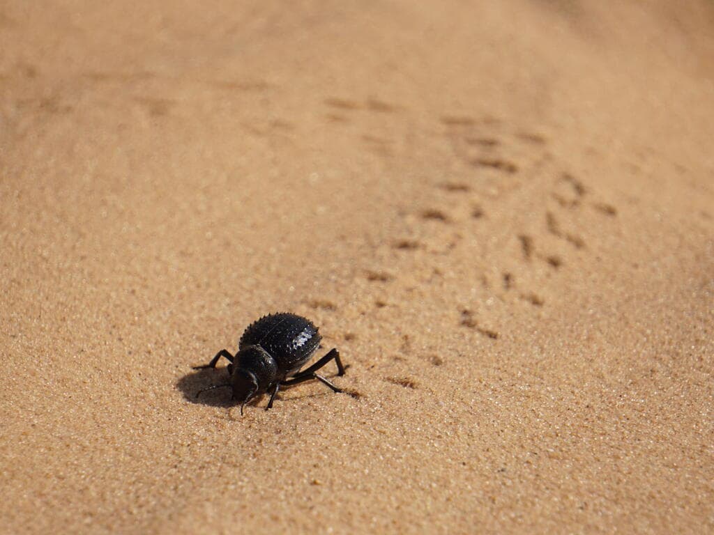 יש חיים בדיונות. בהר הנגב (צילום: צביקה בורג) יש חיים בדיונות. בהר הנגב