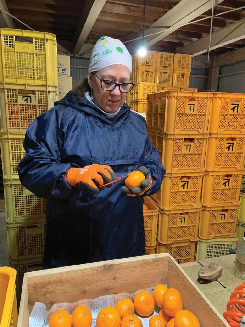 ריקי יעקבי מתנדבת בחווה חקלאית ביפן