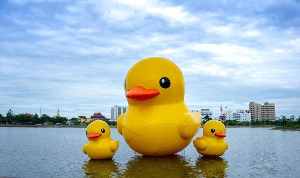 ברווז צהוב צף בתאילנד, לאות מחאה
