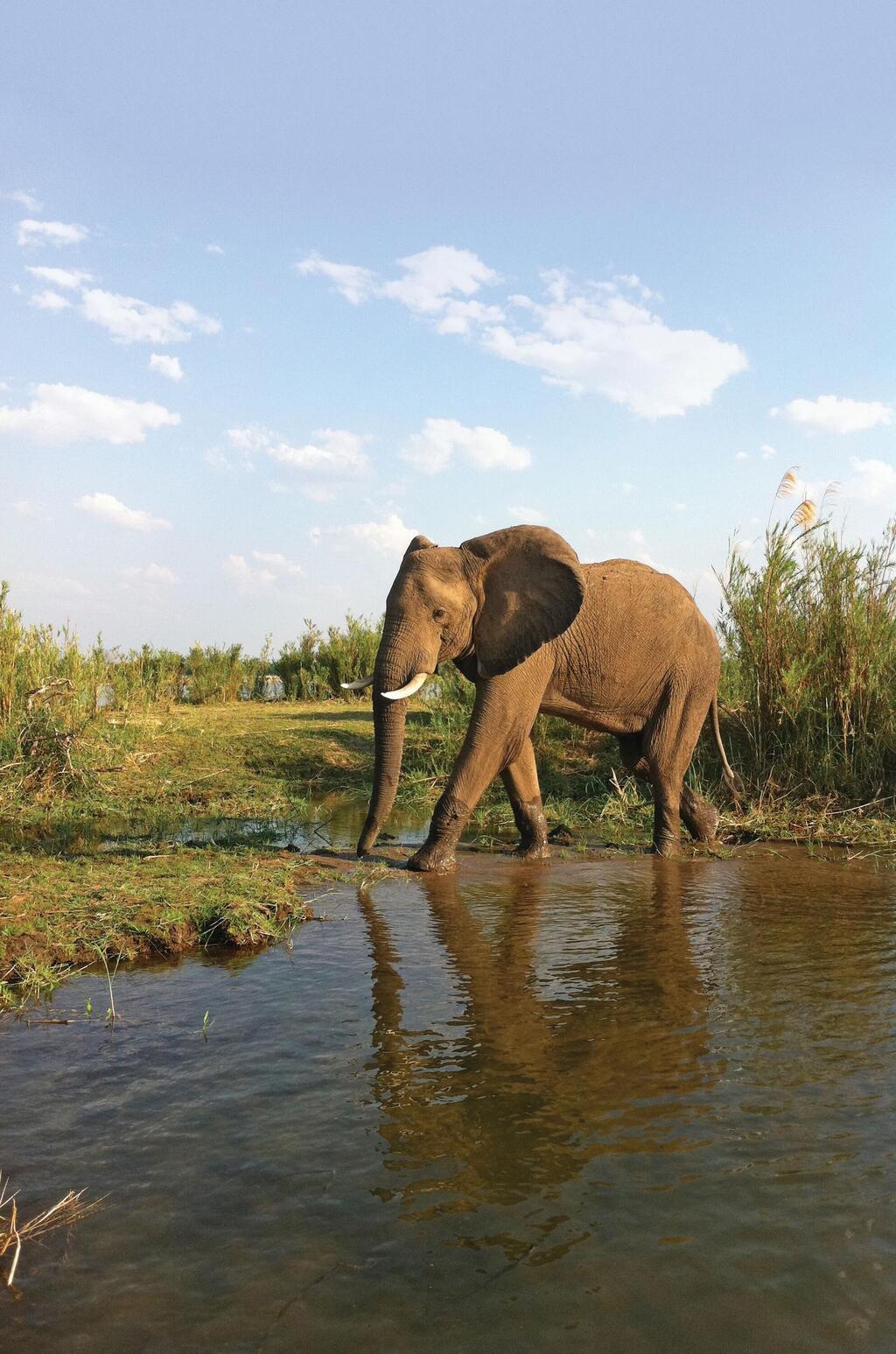  אורה רטס דוידוביץ אפריקה ספר פילים פיל