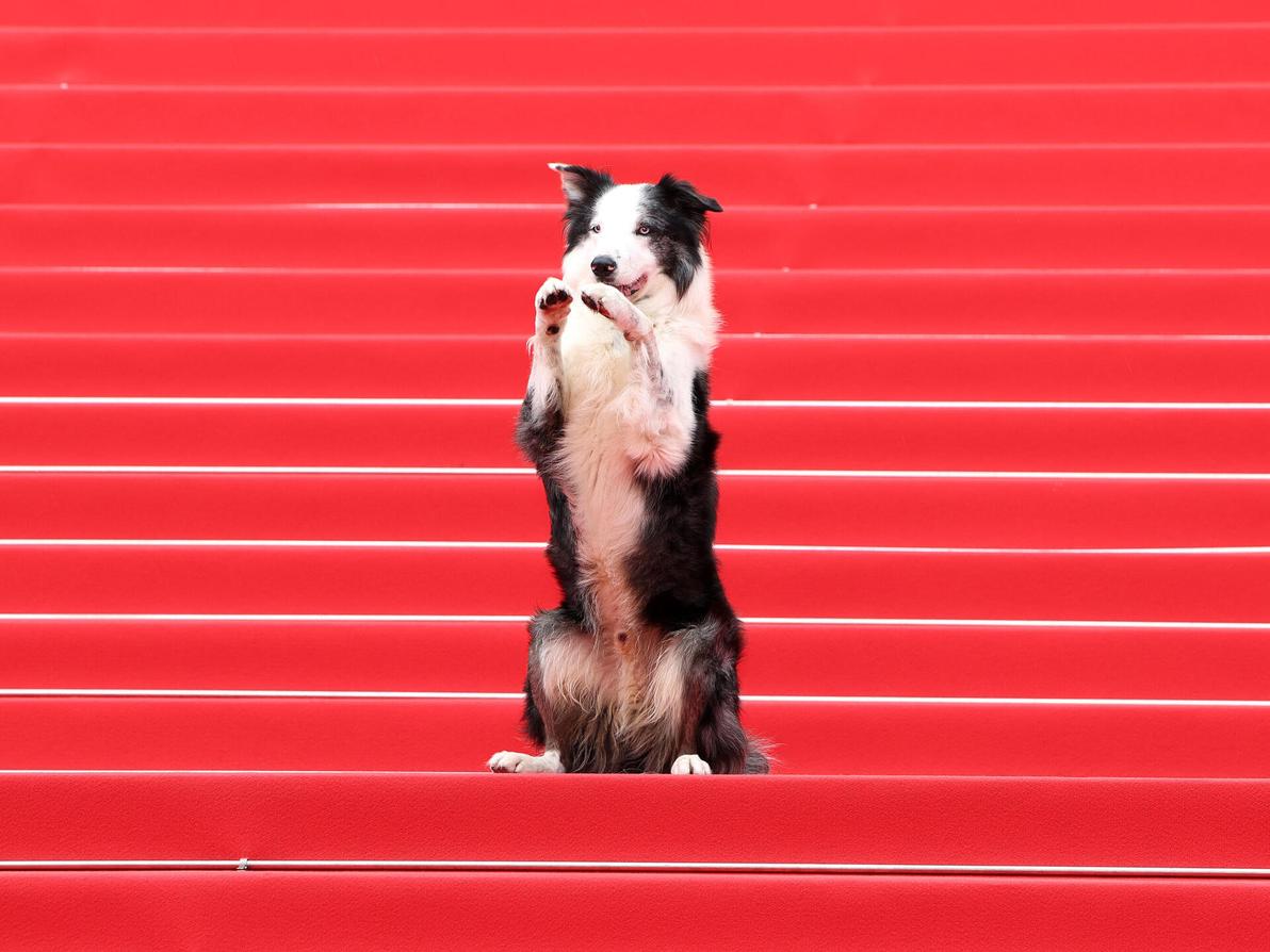 מסי הכלב בערב הפתיחה של פסטיבל קאן, 2024