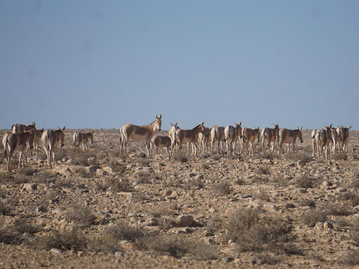 ספארי זה כאן. עדר פראים בקרבת מצפה רמון