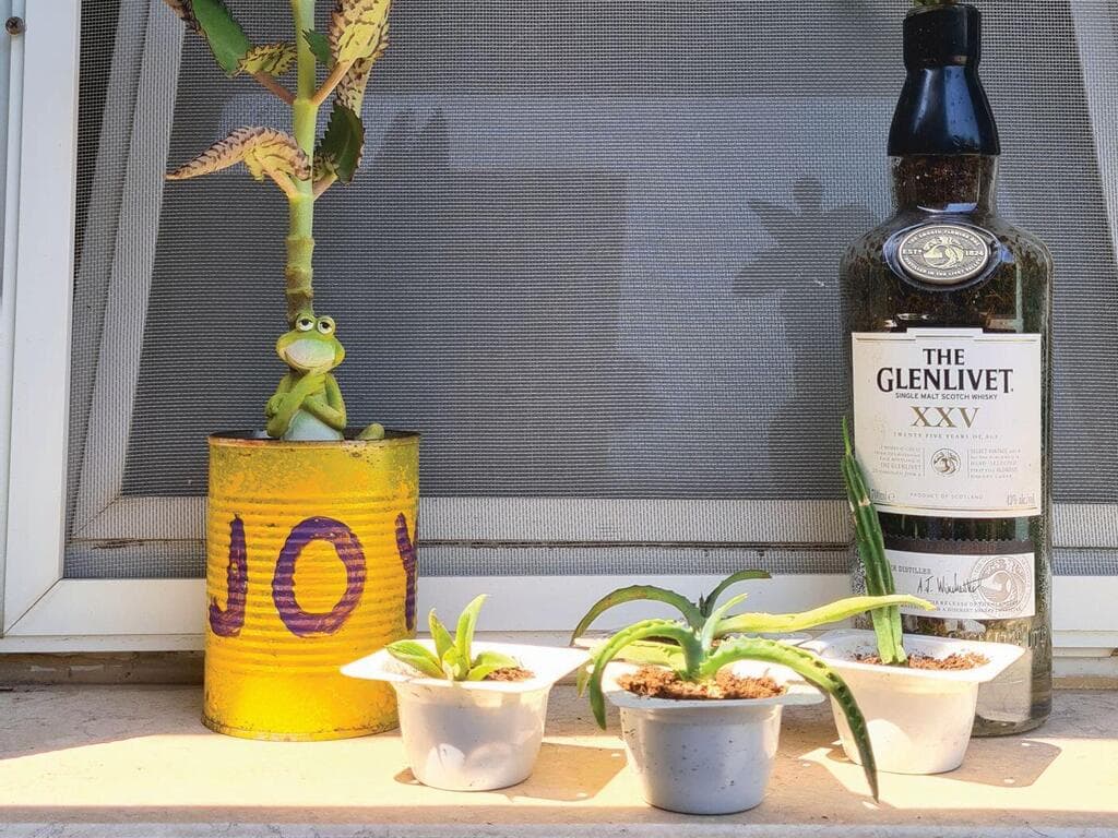 קופסאות מזון שנהפכו לעציצים 