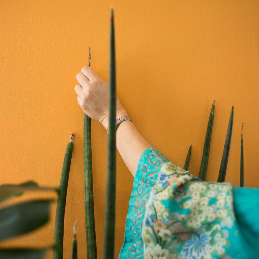 סנסיווריה גלילית