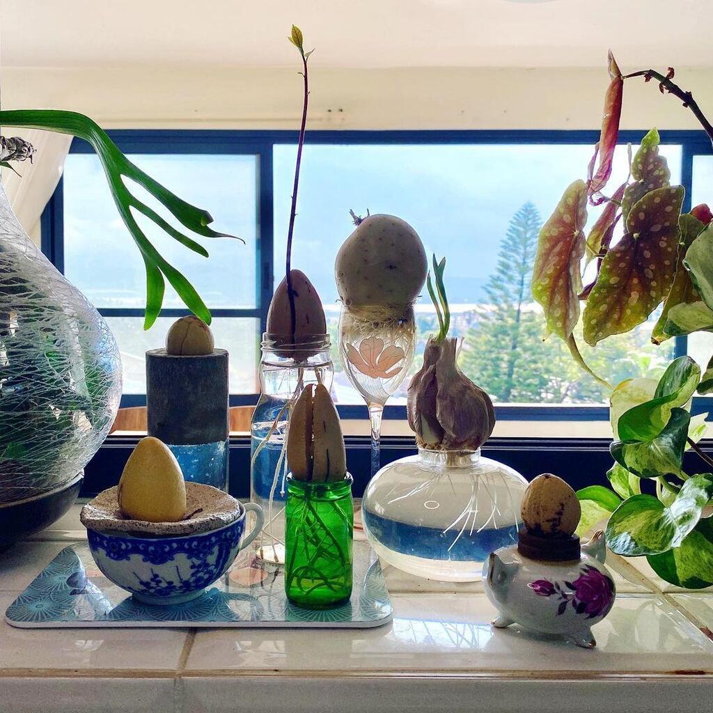 טיפוח צמחים בעת משבר