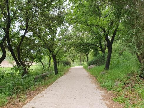 נטיעת יערות קרתה בצורה זו או אחרת בהרבה מקומות בעולם בתקופה שבה נטעו בישראל, עם קום המדינה