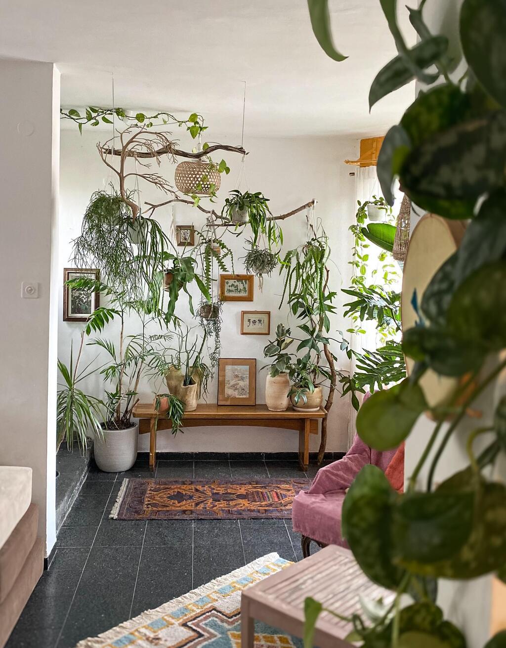 קיר הסוקולנטים הטרופיים תוך כדי ואחרי