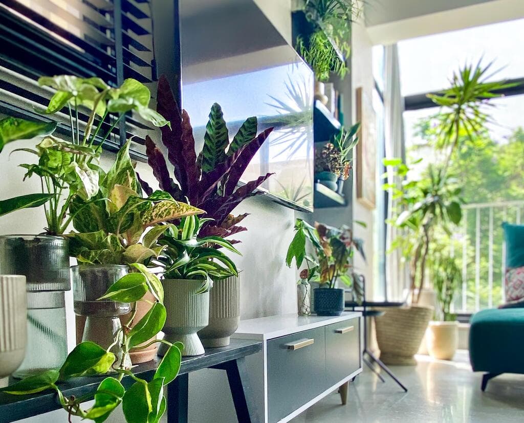 הבית של רחלי