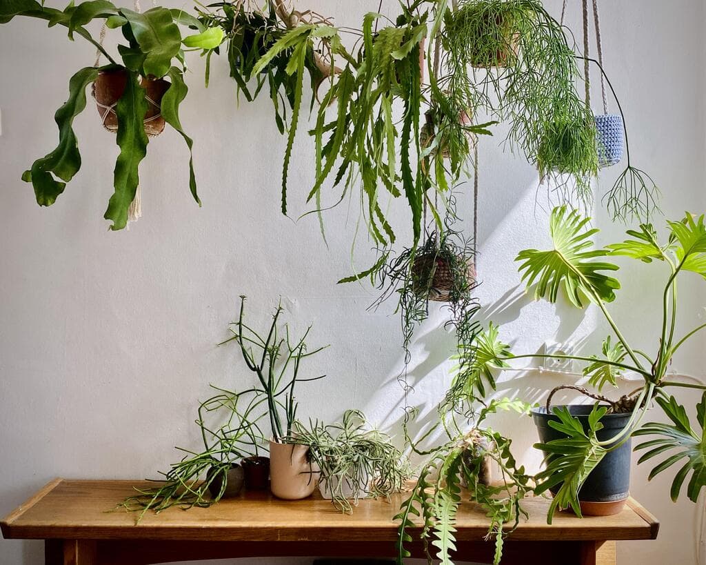 קיר הסוקולנטים הטרופיים תוך כדי ואחרי