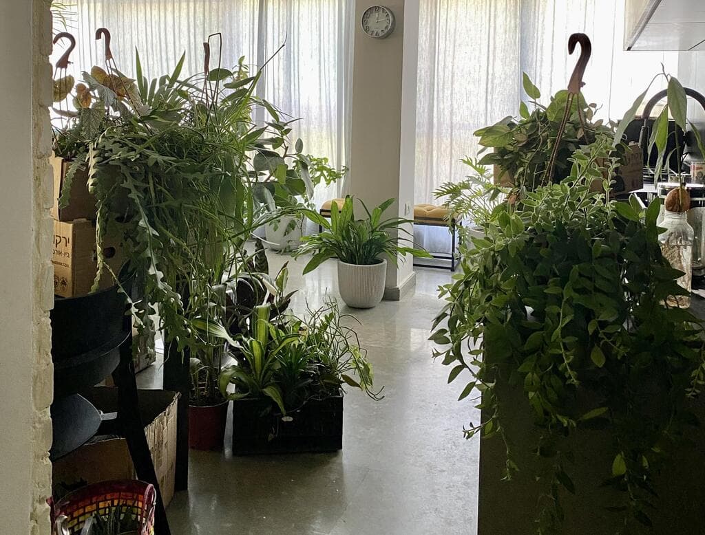 הבית של רחלי