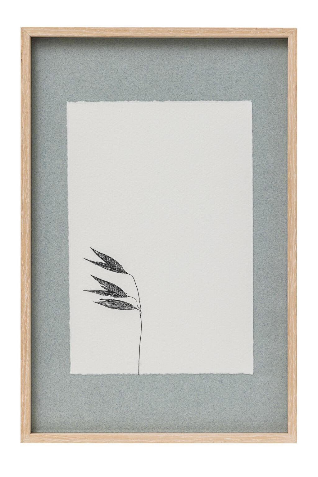 חן אשכנזי. הדפסים בוטניים בעבודת יד