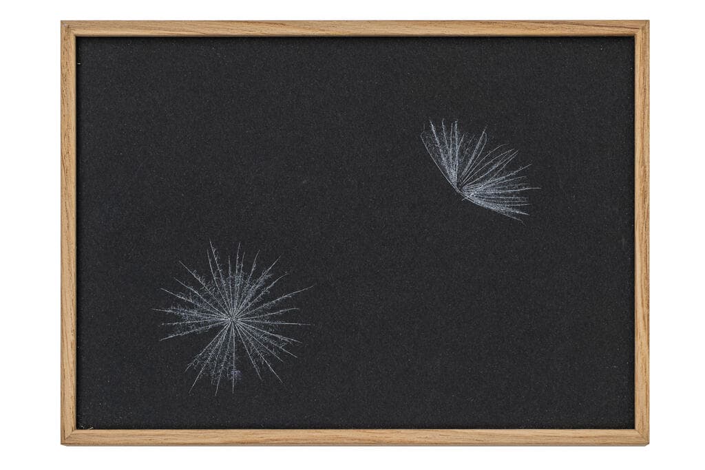 חן אשכנזי. הדפסים בוטניים בעבודת יד