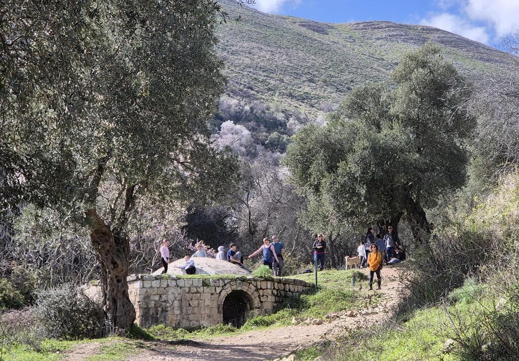 מסלול קל, צל עצים ופריחה. נחל ראש פינה 