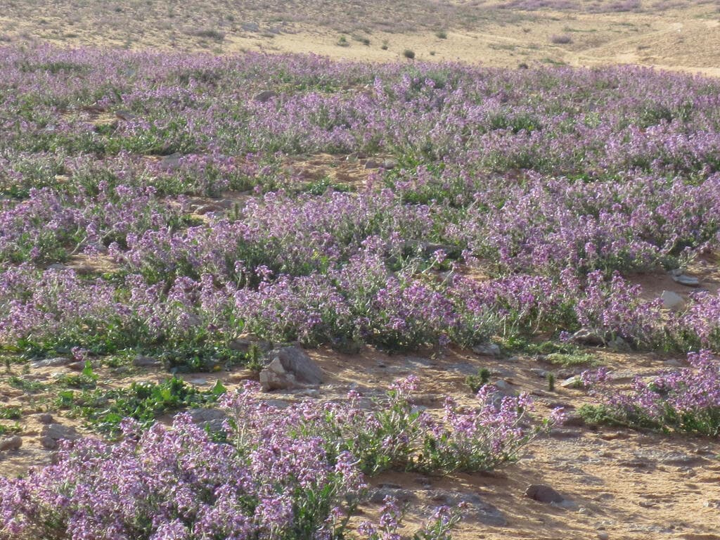 שדות לבנדר בר בצפון ערב הסעודית