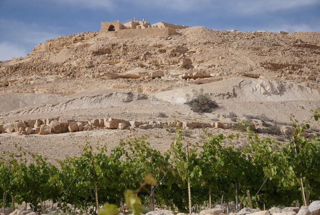 עבדת, כרם המורשת. הגפנים מלבלבות למרגלות שרידי העיר הנבטית