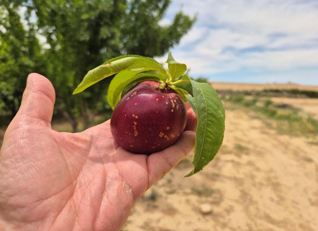 חוות נועם במדבר. לעתים יש אפשרות לקטיף עצמי
