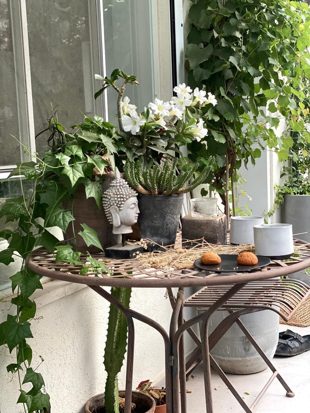 הכניסו אצבע לאדמה לעומק של 3-2 ס"מ כדי להרגיש את הלחות (צילום: אמיר עבדת) 5 טעויות בגידול צמחים בבית