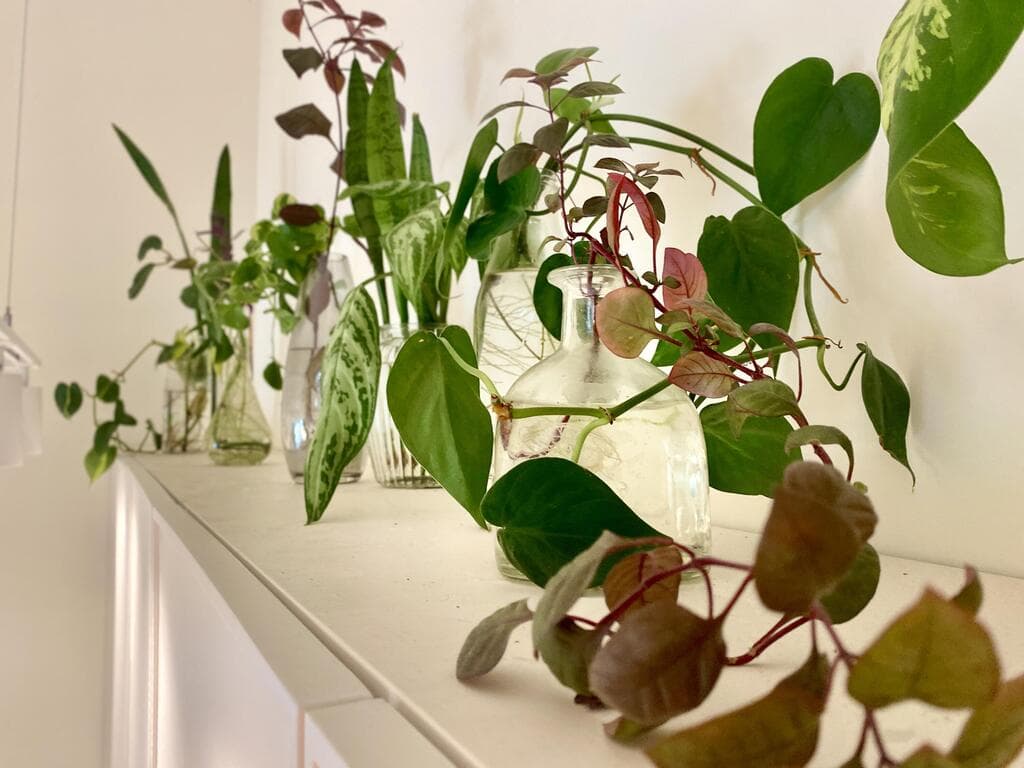 מעל הארונות במטבח של לימור, צמחייה: רינת טל, אדריכלות ועיצוב: Freespace Architecture