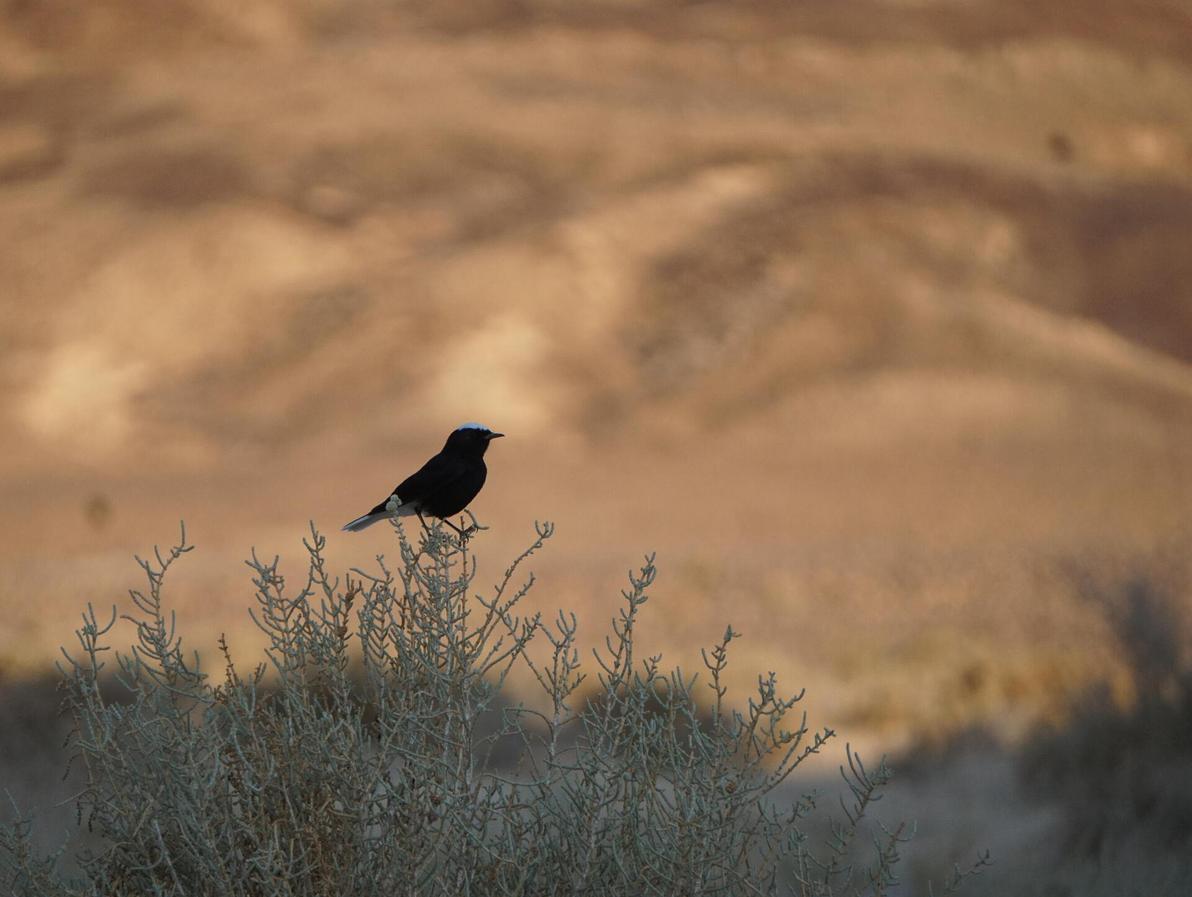 מיני ספארי בזריחה. תצפית בציפורי מדבר ואם יש מזל גם בצבאים וביעלים