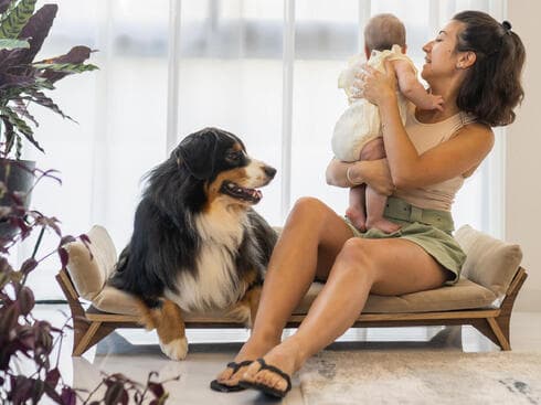 מ-1,980 שקל למיטה חזקה, עמידה ומעוצבת שמותאמת לכלבים. המותג הישראלי HOSA