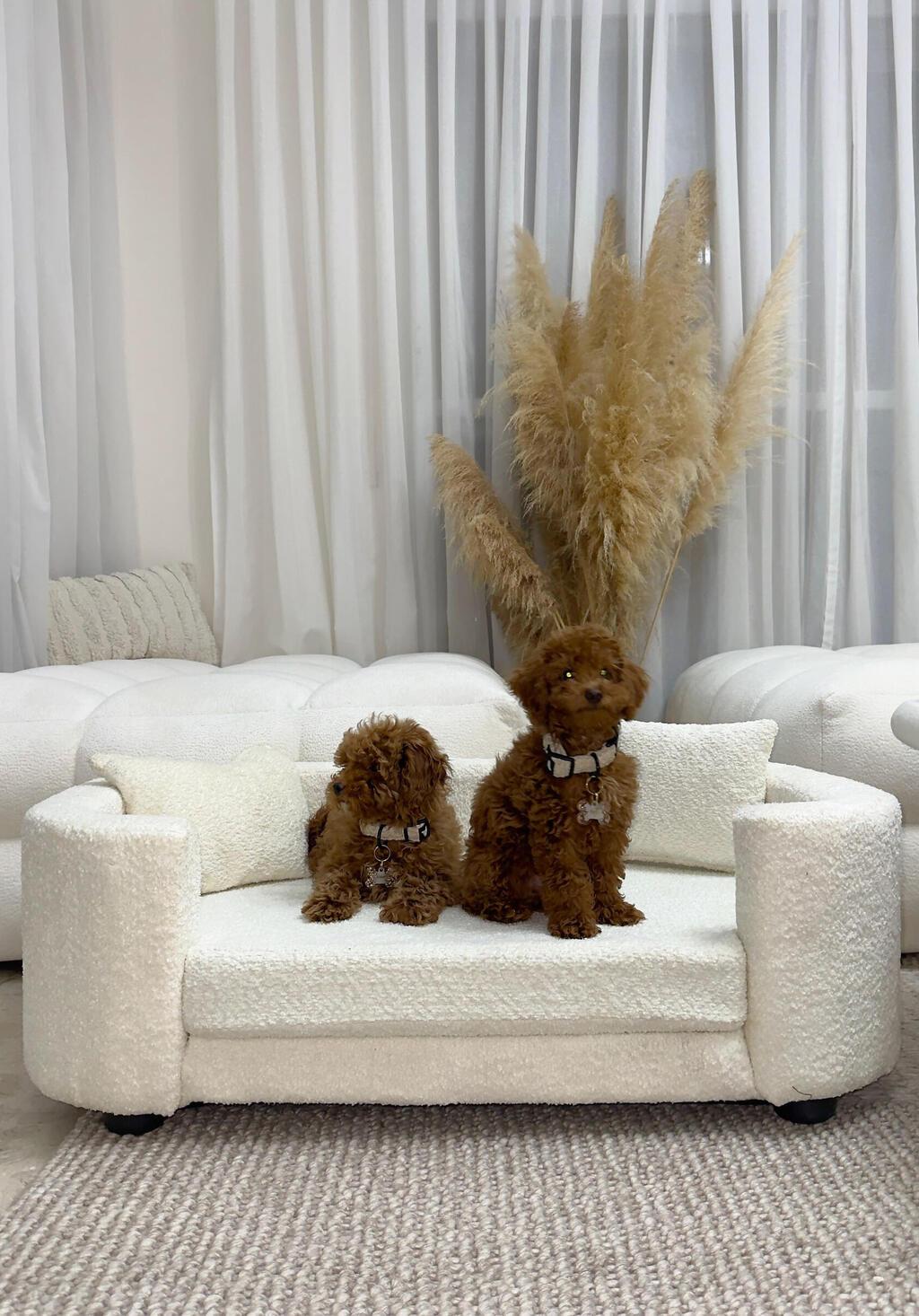 מיטות כלבים מעוצבות של המותג הישראלי שלגיה