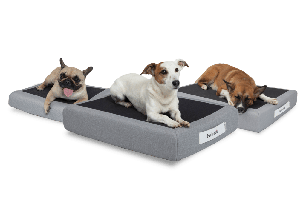 מזרן טמפור לכלב הולנדיה