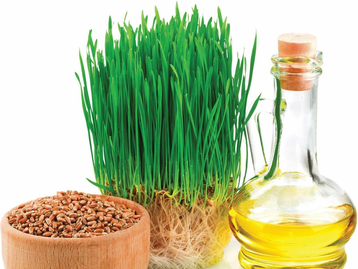 נבט חיטה. נחשב גם למאט תהליכי הזדקנות ולמחזק המערכת החיסונית