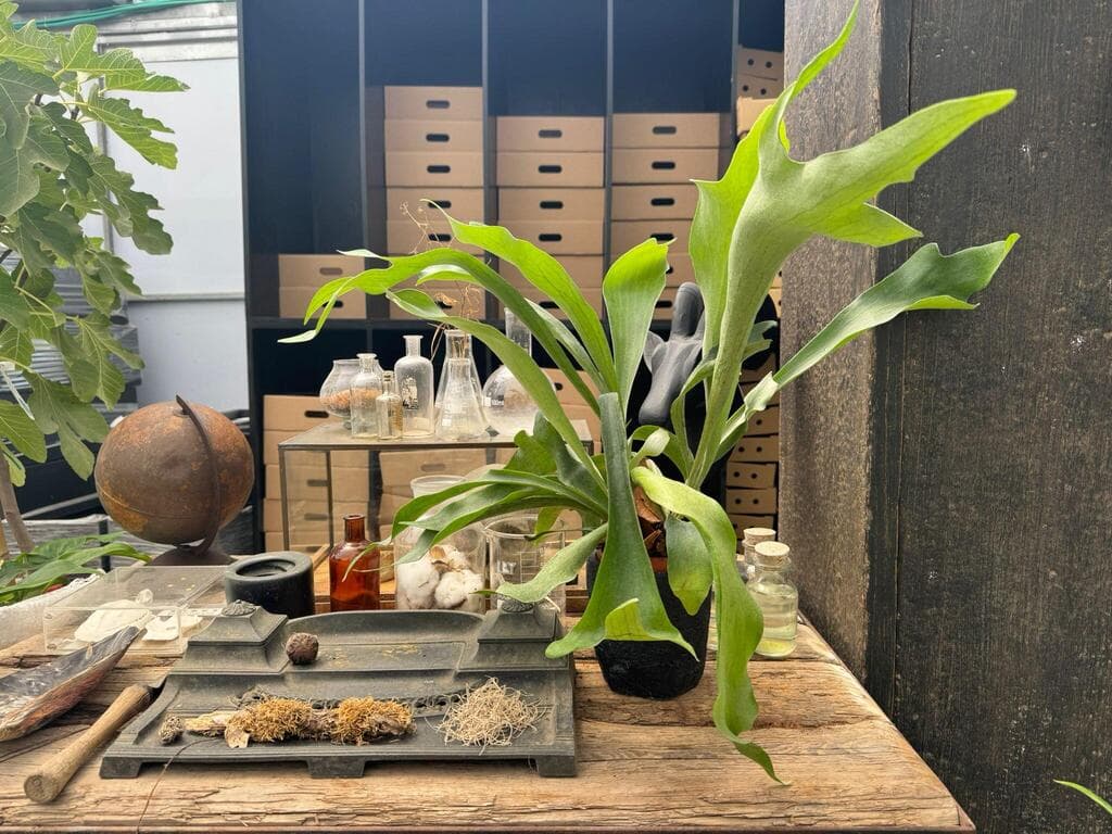 שרך קרן האייל