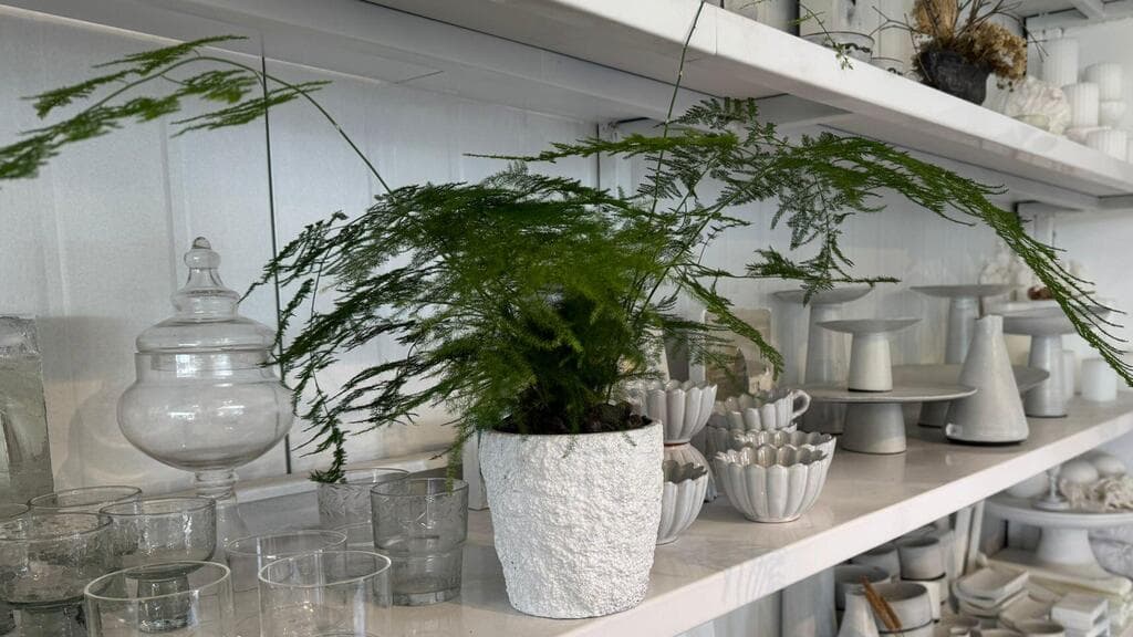 עציץ אספרגוס על מדף, בין כלי נוי (צילום: אמיר עבדת) אספרגוס