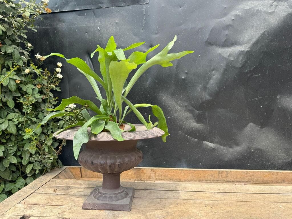 שרך קרן האייל