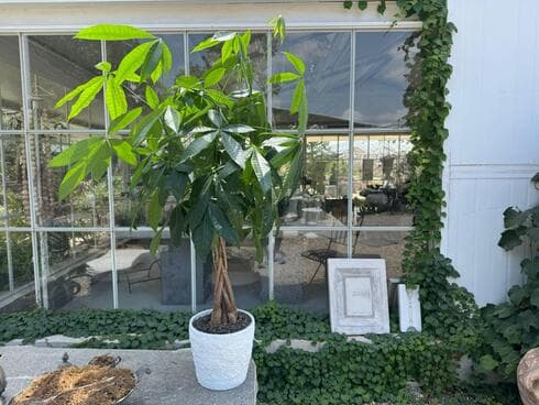 עץ פכירה - תכירו