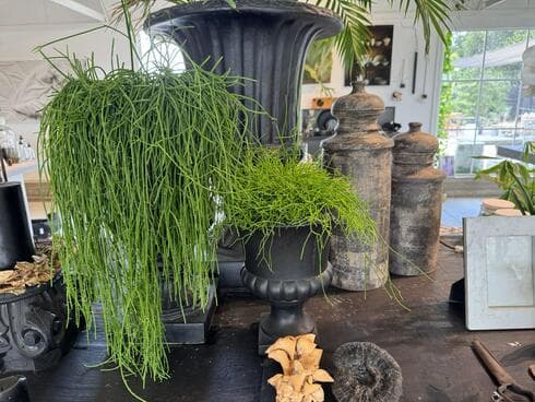 ריפסליס. אפקט גדול בשטח קטן ריפסליס. אפקט גדול בשטח קטן