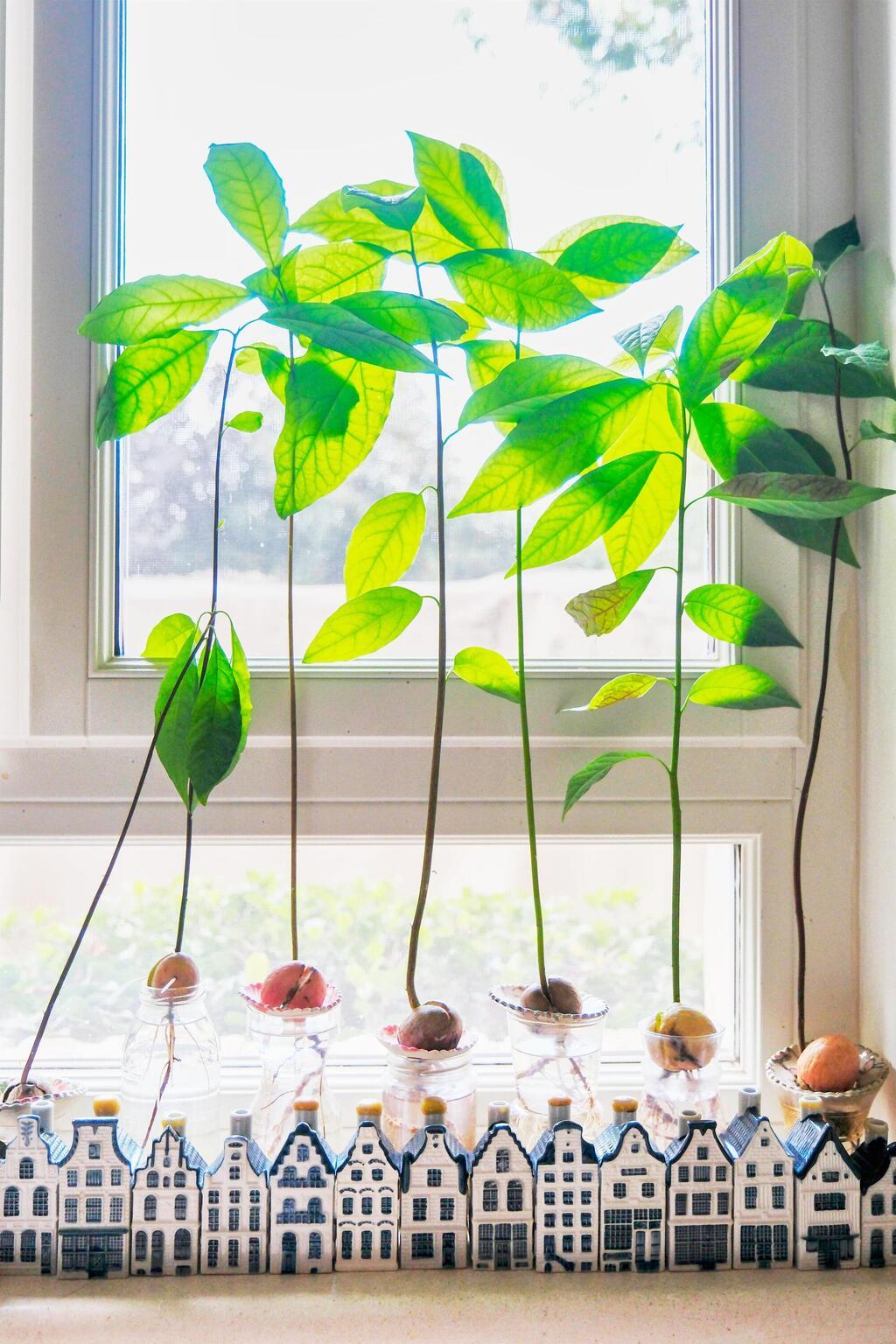 בתי KLM, האוסף של הדס אפרתי