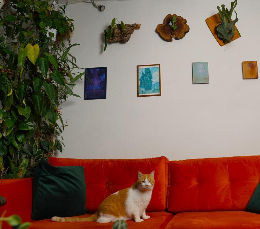 שפע של צמחים בדירה בשכונת שפירא