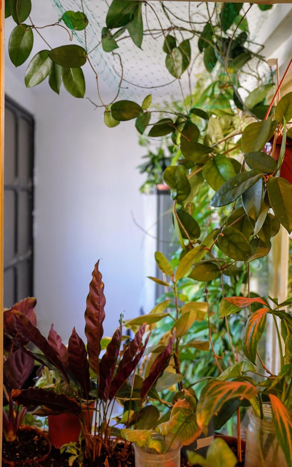 שפע של צמחים בדירה בשכונת שפירא