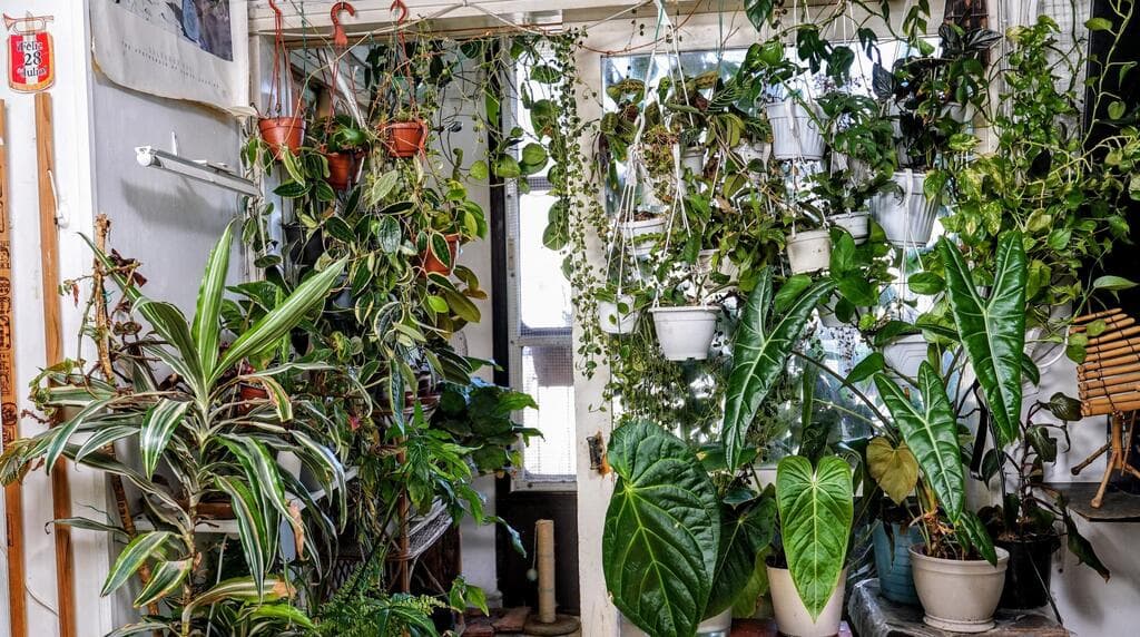 שפע של צמחים בדירה בשכונת שפירא