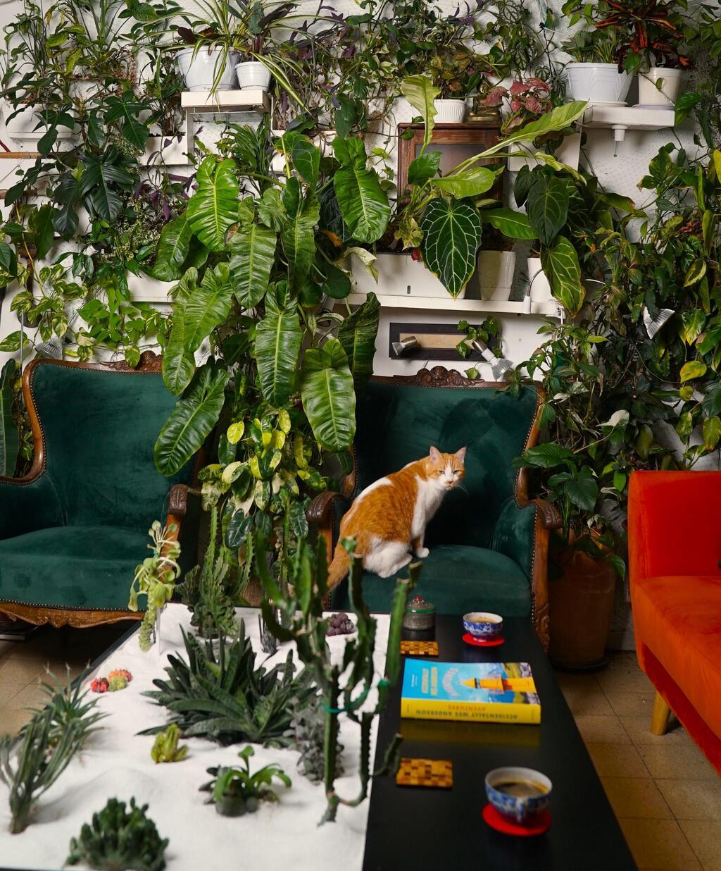 שפע של צמחים בדירה בשכונת שפירא