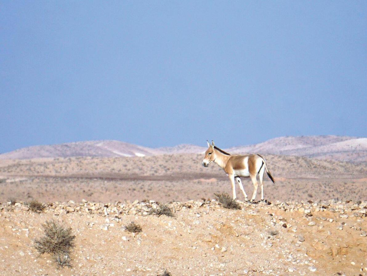 פרא במדבר. פרויקט החזרתם לטבע הצליח יותר מדי