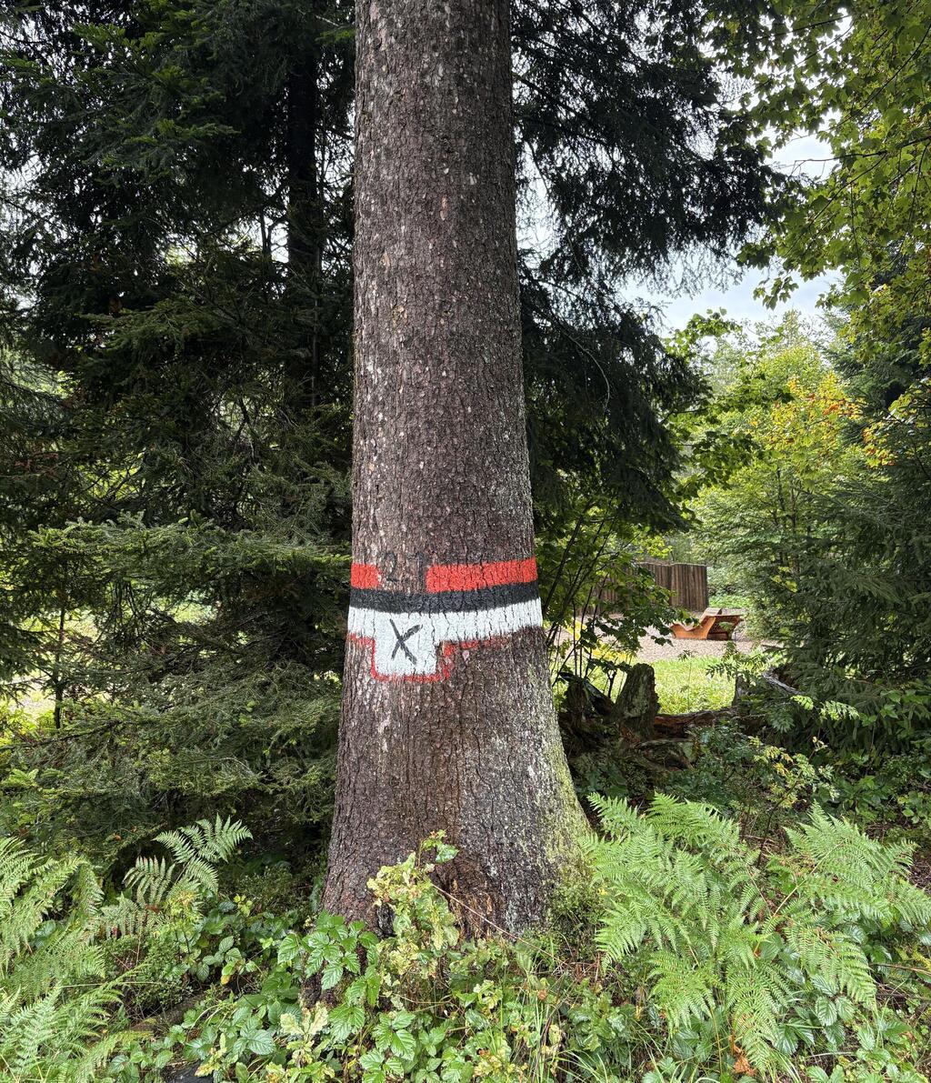 סימון עץ שאסור לכרות. לוקח כ-3 דורות להצמיח עץ שמתאים לתעשיית הריהוט (צילום: יוליה פריליק-ניב) עץ שאסור לכרות