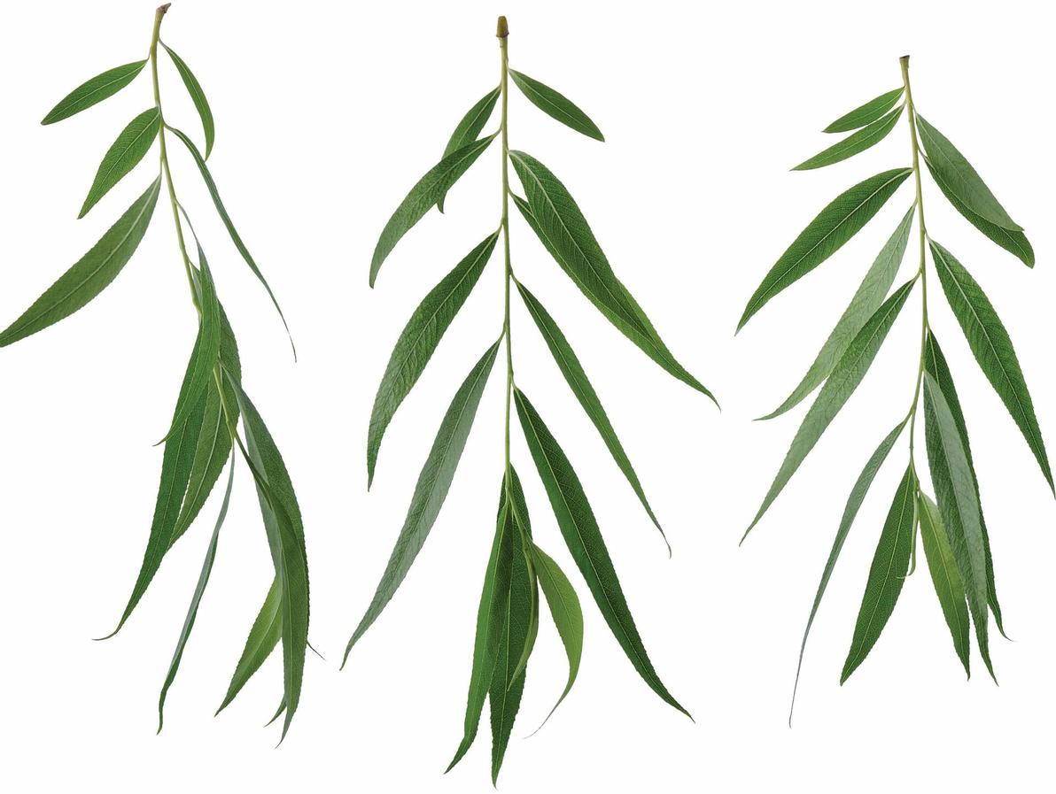 ערבה. יעילה בין היתר לטיפול בחום ובכאבי ראש