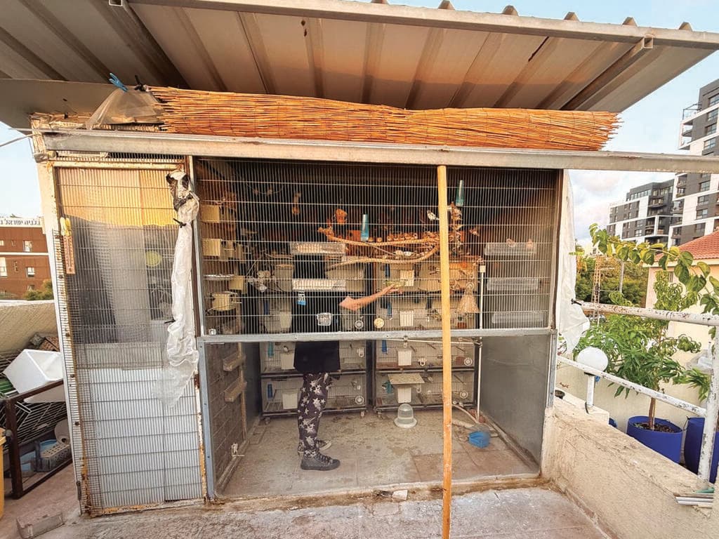 החדר על הגג, שבו גרות מאות ציפורים (צילום: אלבום פרטי) החדר על הגג, שבו גרות מאות ציפורים