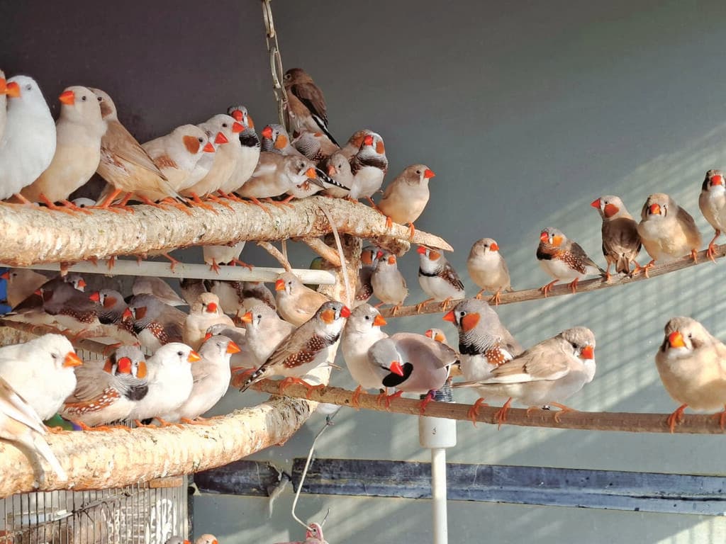 החדר על הגג, שבו גרות מאות ציפורים (צילום: אלבום פרטי) החדר על הגג, שבו גרות מאות ציפורים