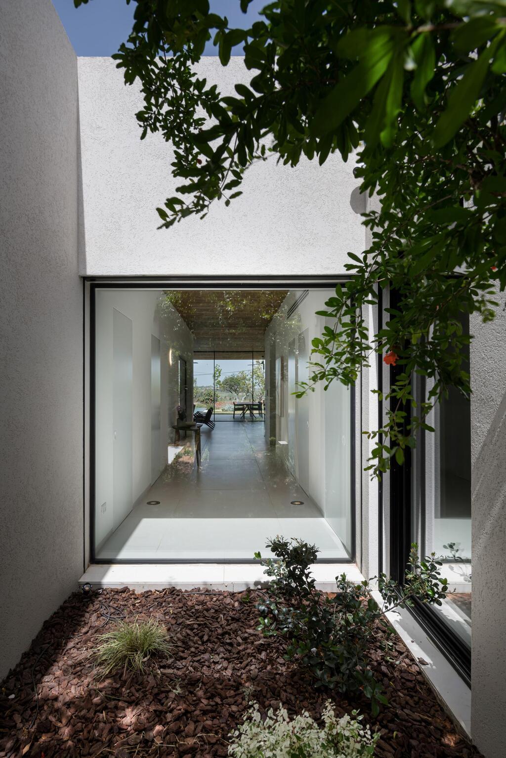 פטיו שבו שתול עץ אלון (צילום: עמית גושר) בית לשף במושב, תכנון: רון שינקין