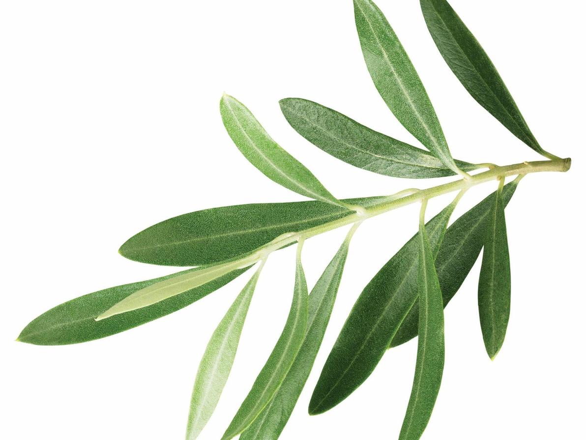 עלי עץ זית. מורידים חום, מפחיתים לחץ דם (צילום: Shutterstock/ASAP Creative ) עלי עץ זית. מורידים חום, מפחיתים לחץ דם