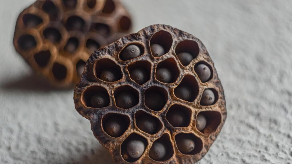 ההשראה לעיצוב: תרמיל פרח הלוטוס